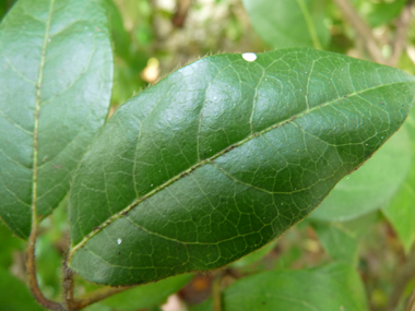 Feuilles opposées et ovales. Agrandir dans une nouvelle fenêtre (ou onglet)